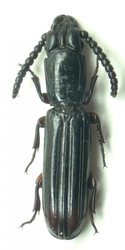 Réf. 195 703 : Passandra quadrilineata